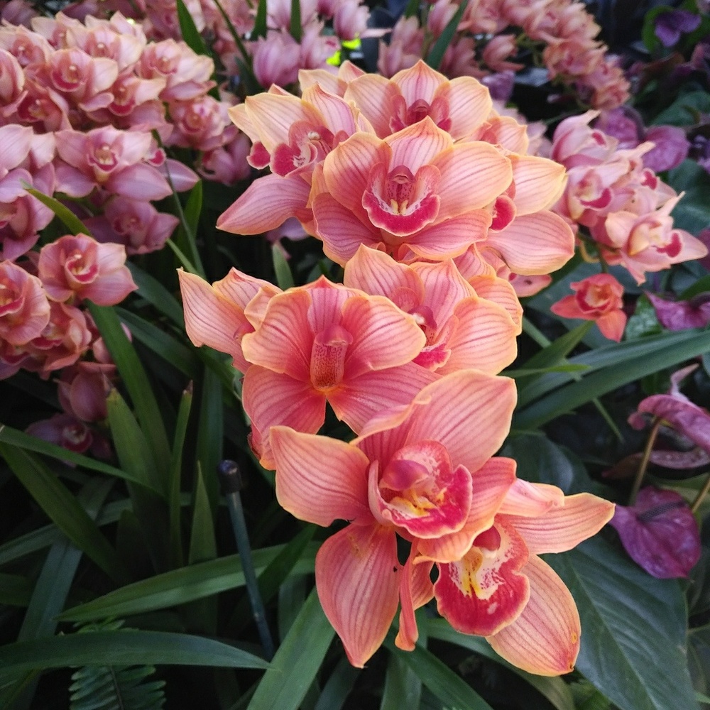 Meet your Posher, Barbara